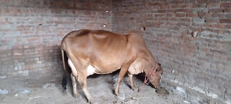 Jersey cross cow female available for sale 1