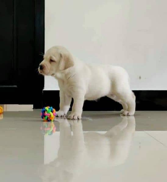 labrador 4