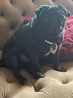 pablo