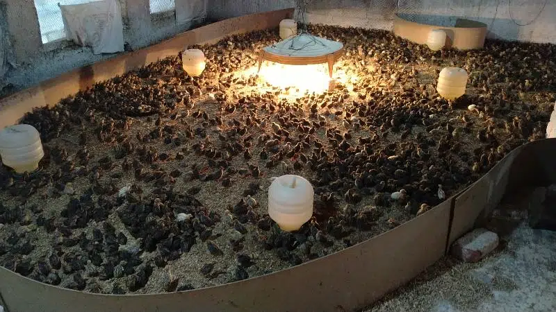 Quails (Btaira) — photo 4