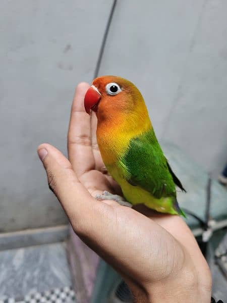 Fisher parrots pair 0