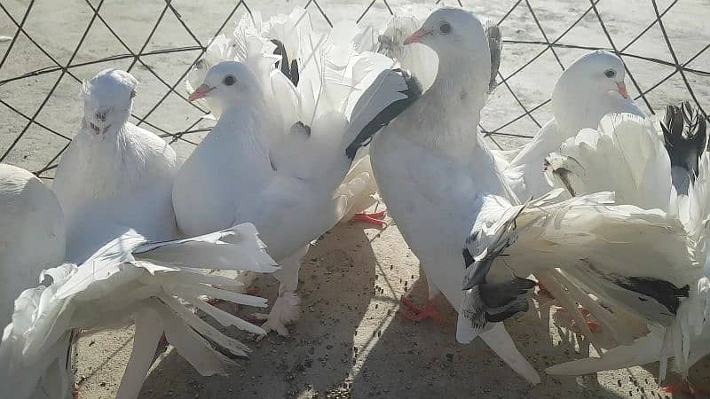 Laka Pigeon Pair For Sale Only Rupees 2100 0