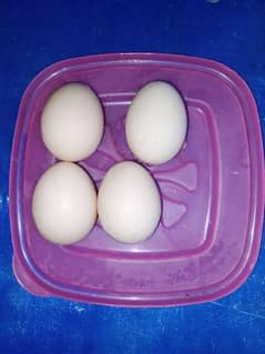 Aseel Eggs for Sale