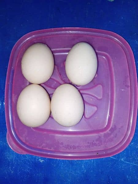 Aseel Eggs for Sale 0