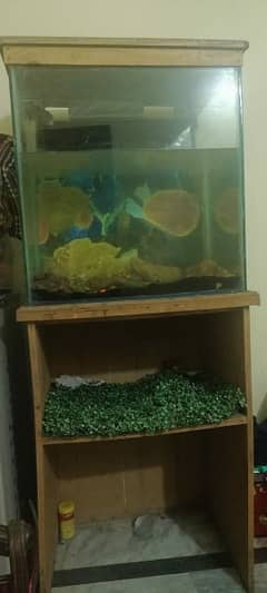 Fish Aquarium