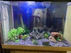 Fish