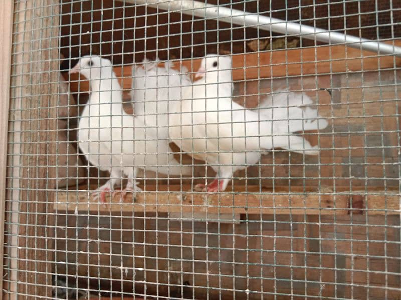 lucka 2 pais & sheerazi 1 pair and 4 birds cages 1