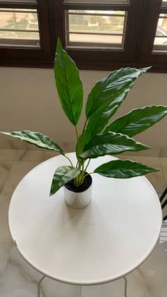 artificial plant from dubai