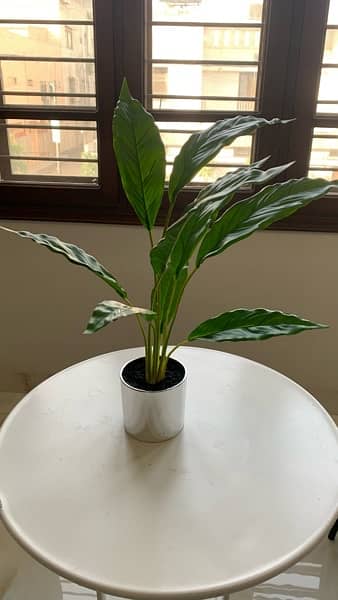 artificial plant from dubai 2