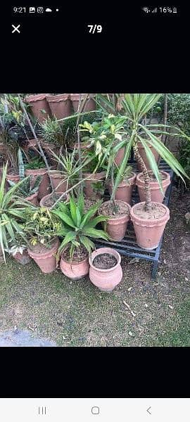 60 small plant pots. 6 large. 2 big iron stand and 6 single white iron 1