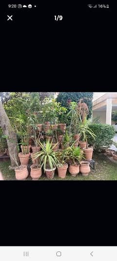 60 small plant pots. 6 large. 2 big iron stand and 6 single white iron 0