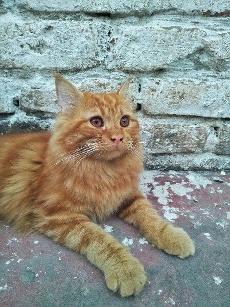 Persian Male Cat 0