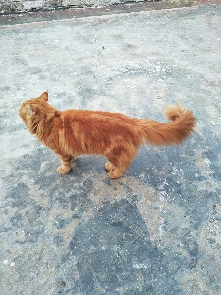 Persian Male Cat 1