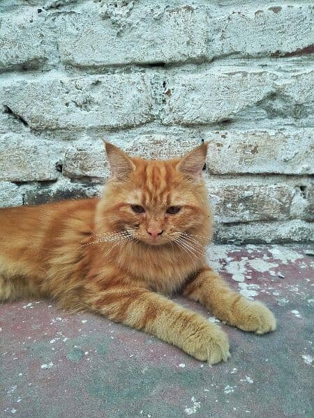 Persian Male Cat 2