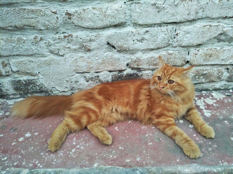 Persian Male Cat 4