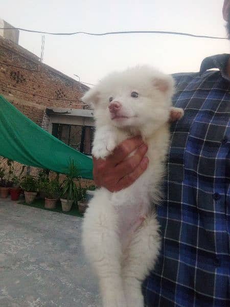 Dogs Pink nose russuan puppy. 13