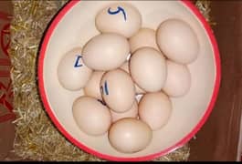 Aseel 100% Fertile Eggs for sell 0