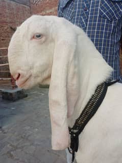 Rajan