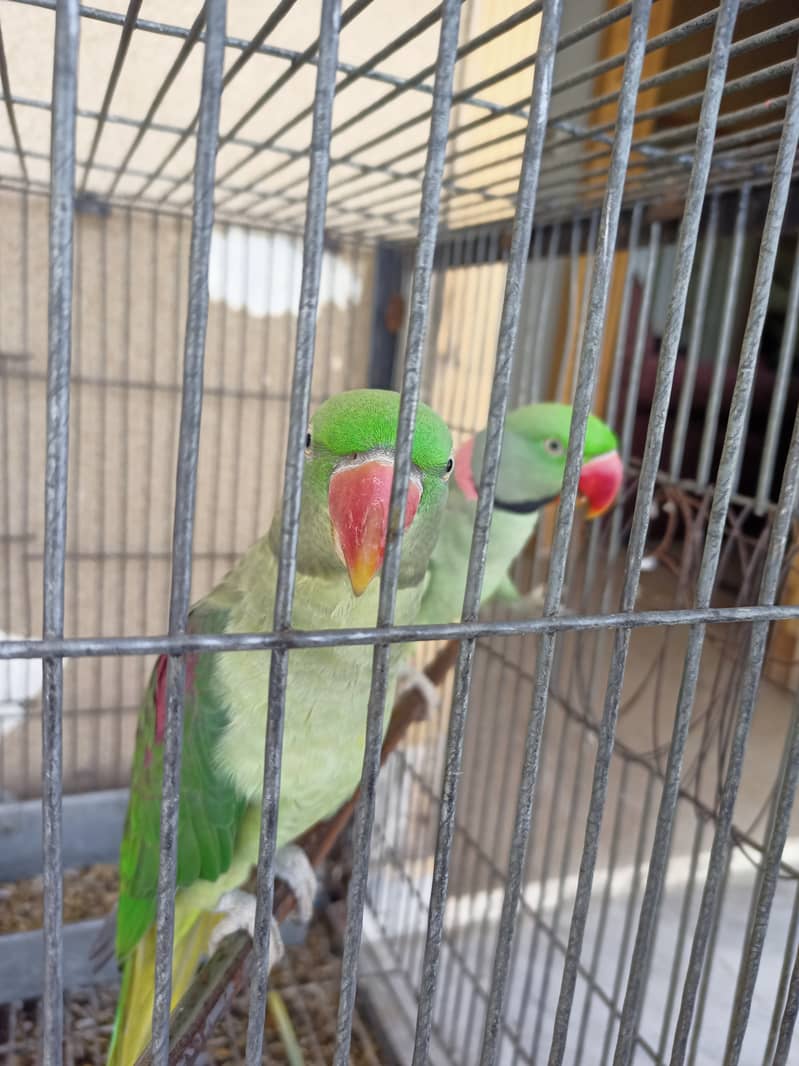 Parrots 0