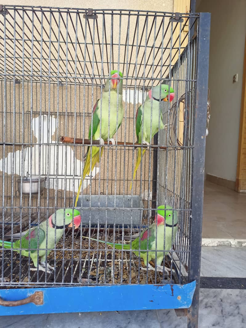 Parrots 1