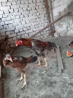 saletha