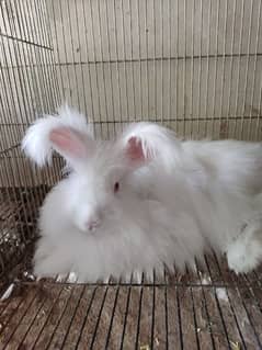 Olx angora sale rabbit