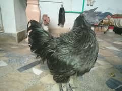 Ayam