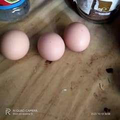 white bantam fertile eggs 0