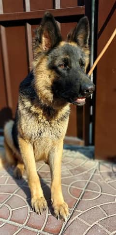 German