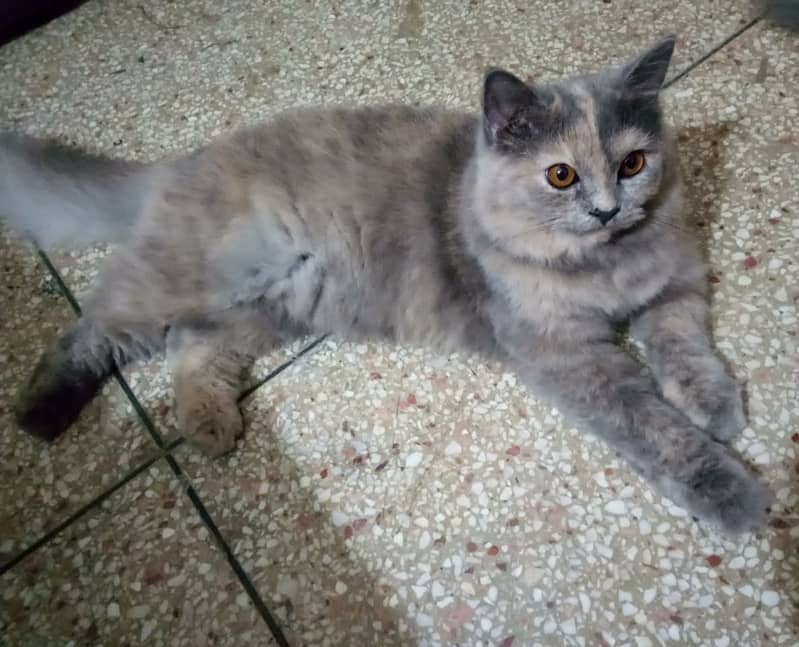 Persian adult cheap cat