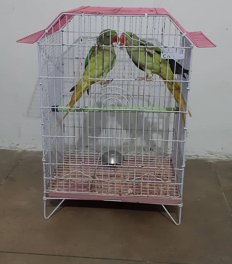 Kashmiri Raw Parrot Bird Pair Parrots 1078137253
