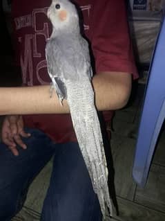 Handtame