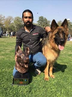Train your animals