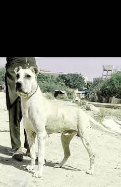 bhuli