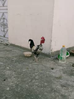 Pure Desi Rooster