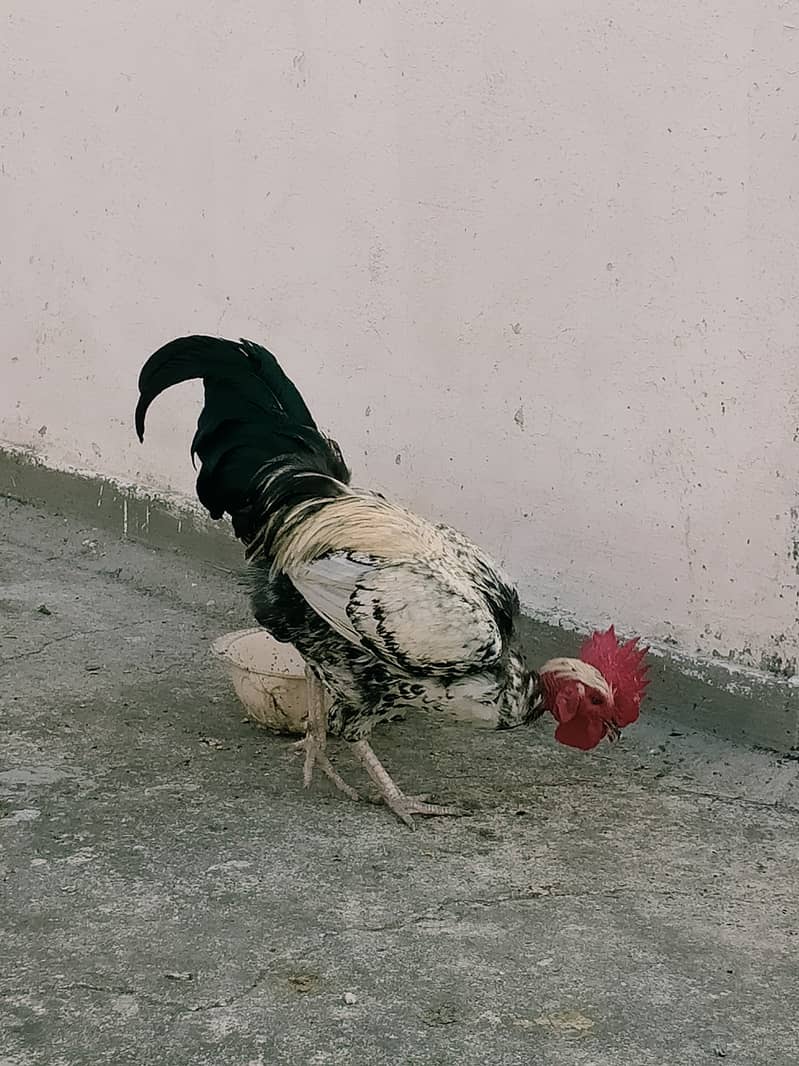 Pure Desi Rooster 1