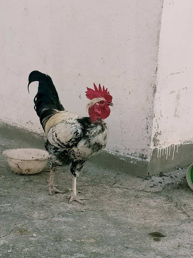 Pure Desi Rooster 2