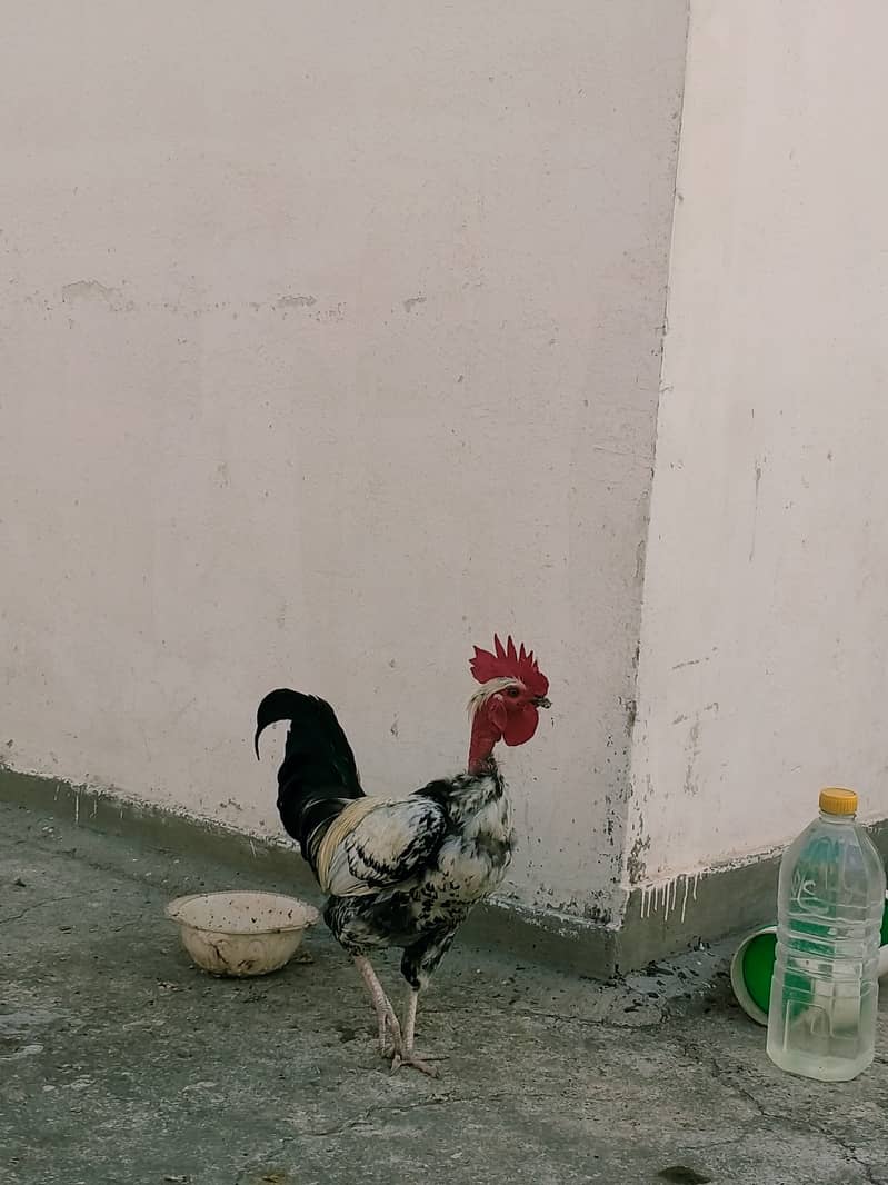 Pure Desi Rooster 3