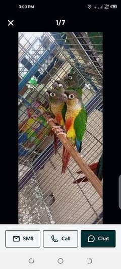 yellow saded conure pair very good red factors