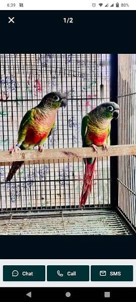 yellow saded conure pair very good red factors 1