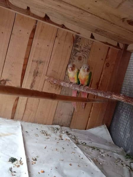 yellow saded conure pair very good red factors 2