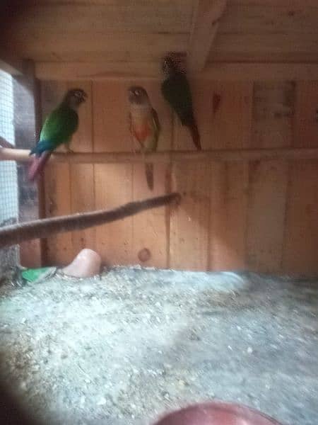 yellow saded conure pair very good red factors 3