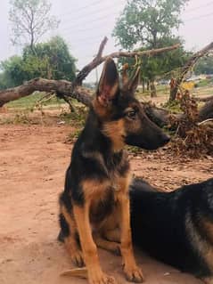 German