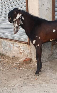 Big Breeder Bakra for sale