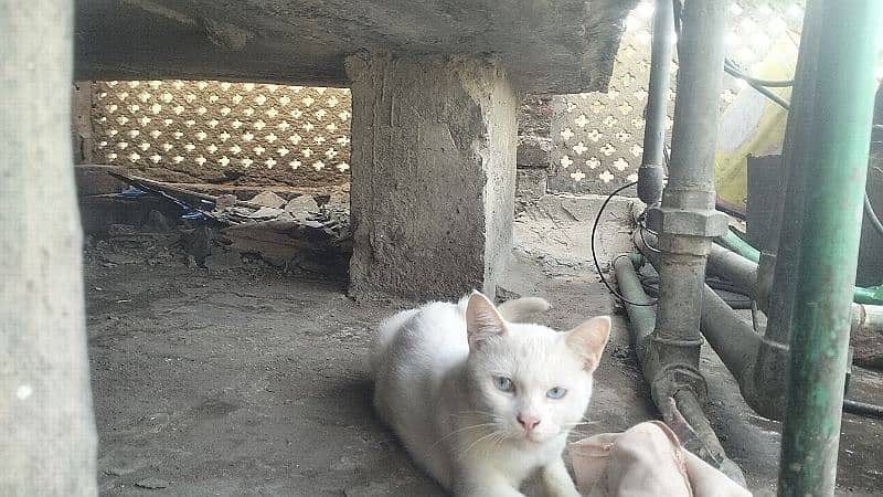 Siamese cat@ Persian cat@kitten@ cat@ cat with kitten@ Perisan cat 8