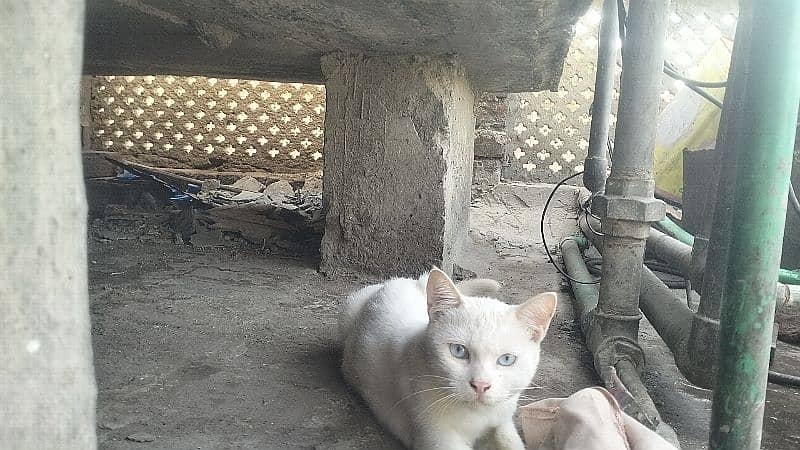 Siamese cat@ Persian cat@kitten@ cat@ cat with kitten@ Perisan cat 9