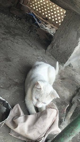 Siamese cat@ Persian cat@kitten@ cat@ cat with kitten@ Perisan cat 10