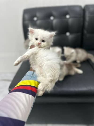 PERSIAN KITTENS AVAILABLE