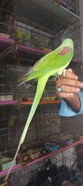 ring neck raw parrots available 03245450769 what sup 1