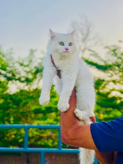 Persian punch face triple coat cats and kittens